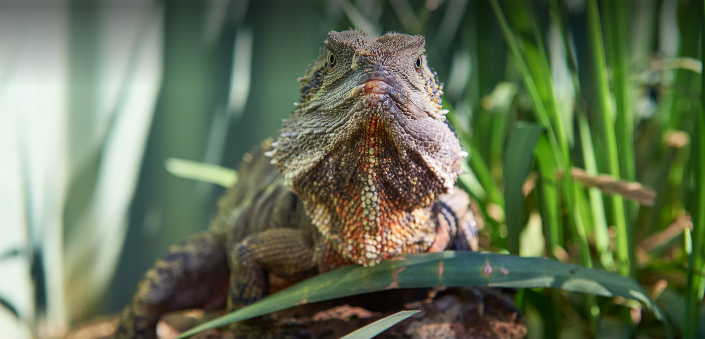 Reptile Shows Melbourne Wildlife Up Close Reptile Encounters