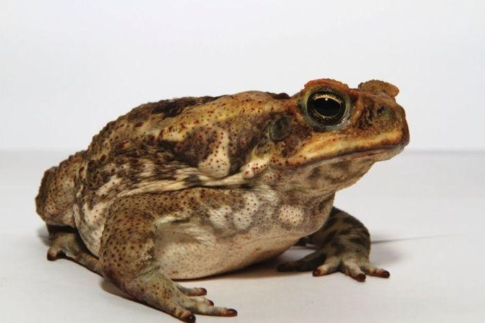 How To Get Rid Of Cane Toads In Backyard - HOME DECOR