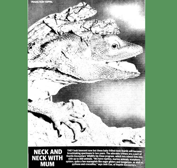 Reptile Shows Melbourne Wildlife Up Close Reptile Encounters