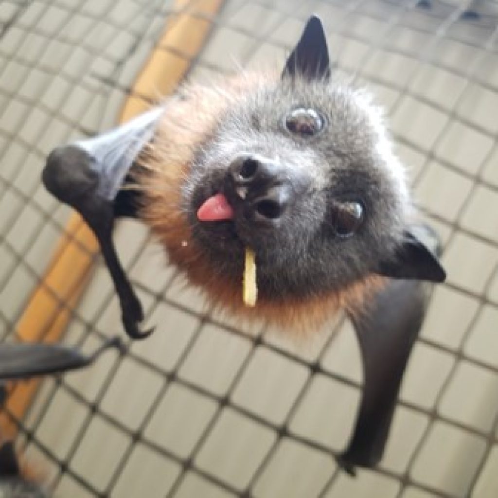 do flying fox bats hibernate