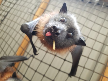 australian flying fox size