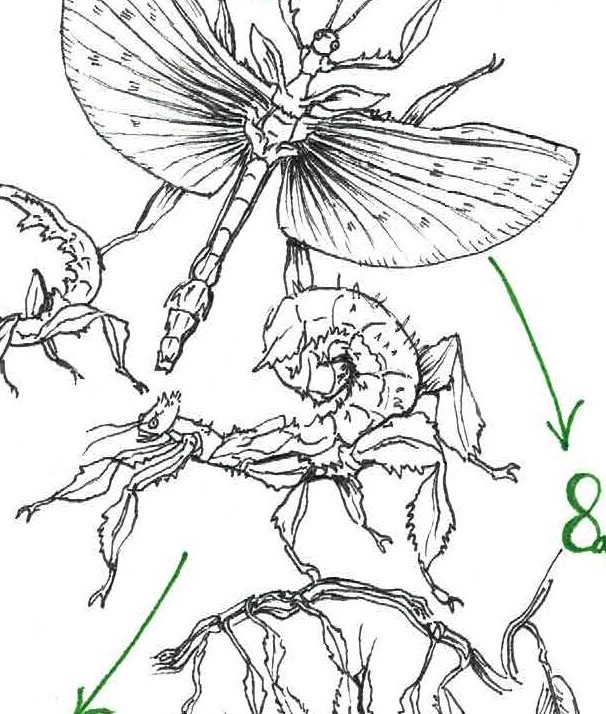 Week 2 Stick Insect Life Cycle Reptile Encounters
