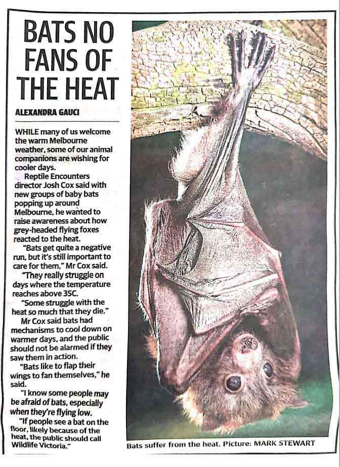 Bats No Fans Of The Heat - Reptile Encounters