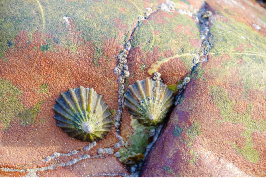 Limpet