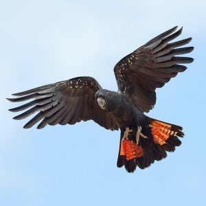 red tailed black cockatoo 300x300 1